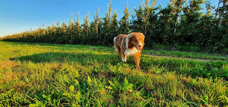Australian Shepherd im Obstgarten hinter Haus in Steinkirchen Altes Land